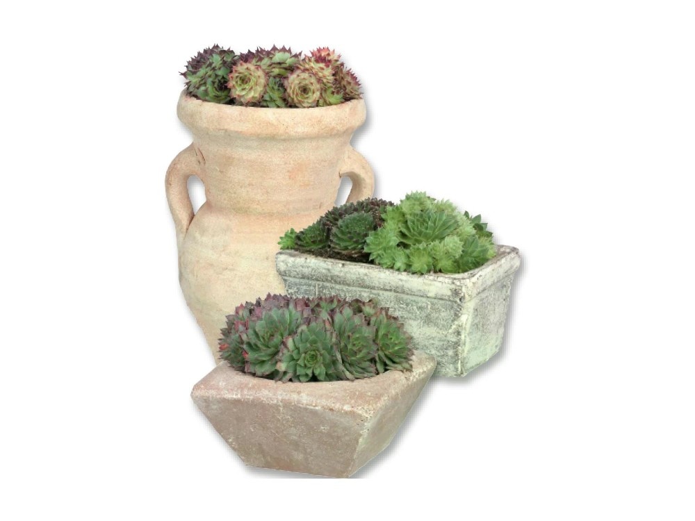 Mix di piante Succulente Vaso Ø 10 cm, Altezza 13-25 cm in offerta da Lidl