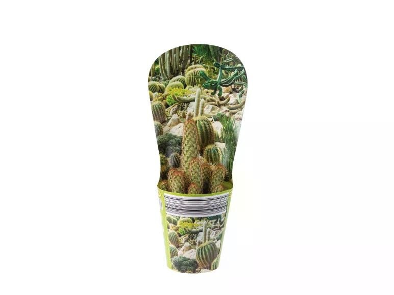 Cactus o Succulente Vaso Ø 12 cm, Altezza 22 cm - Offerta nel negozio Lidl