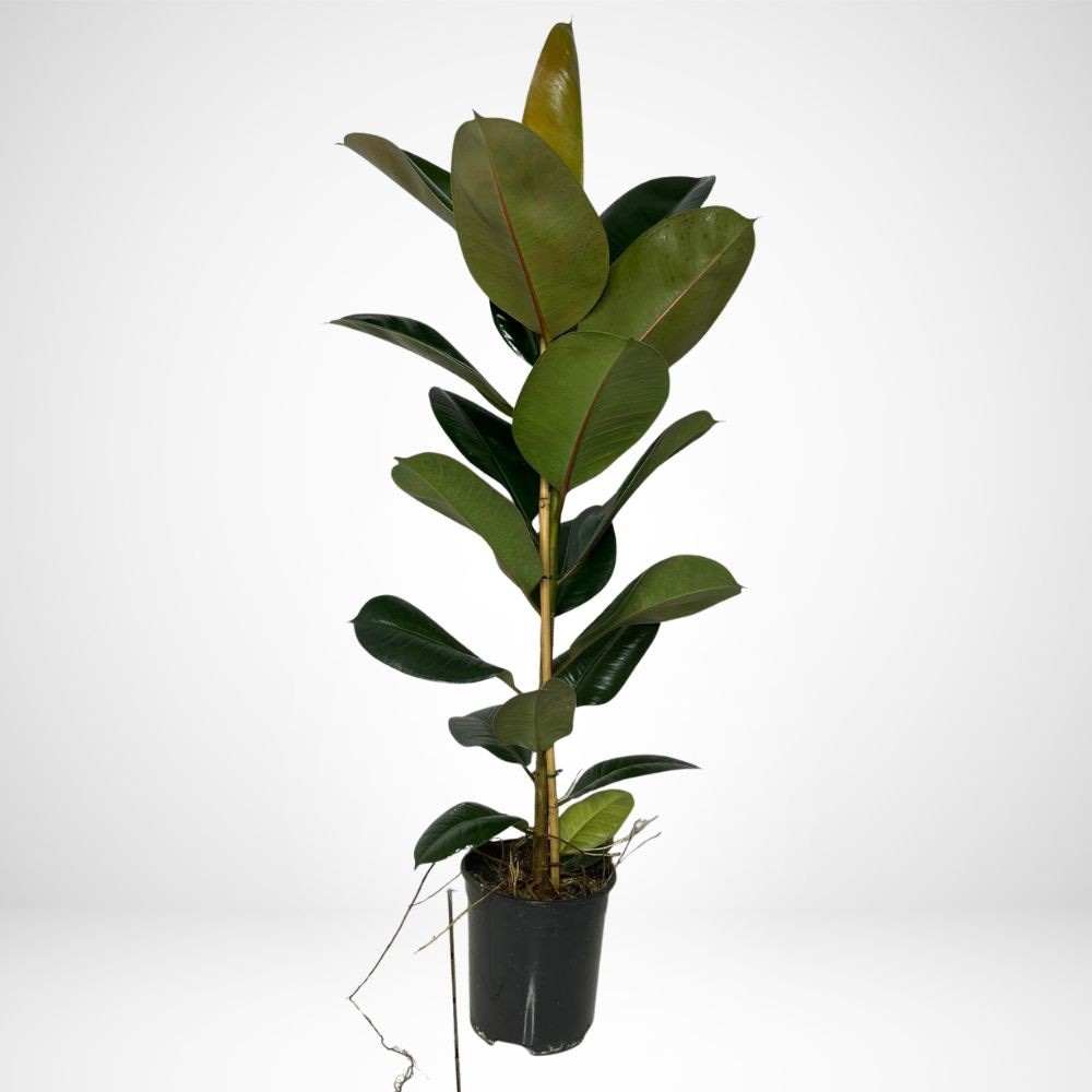 Ficus robusta vaso diametro 19 cm in offerta da Coop