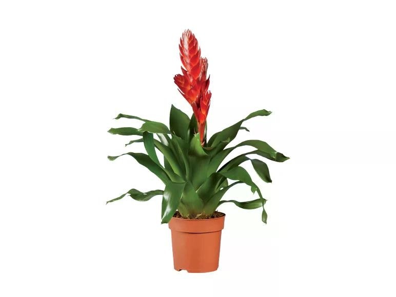 Vriesea o Guzmania Vaso Ø 13 cm, Altezza 45 cm - Offerta nel negozio Lidl