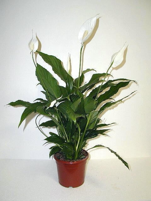Spathiphyllum in vaso Ø cm 17 in offerta da Bennet