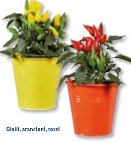 Peperoncini Vaso Ø 12 cm, Altezza 25-31 cm in offerta da Lidl