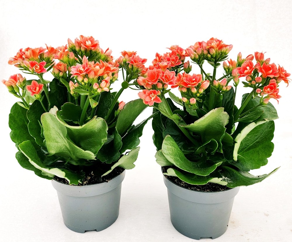 Kalanchoe Calandiva vaso 11 cm in offerta da Carrefour