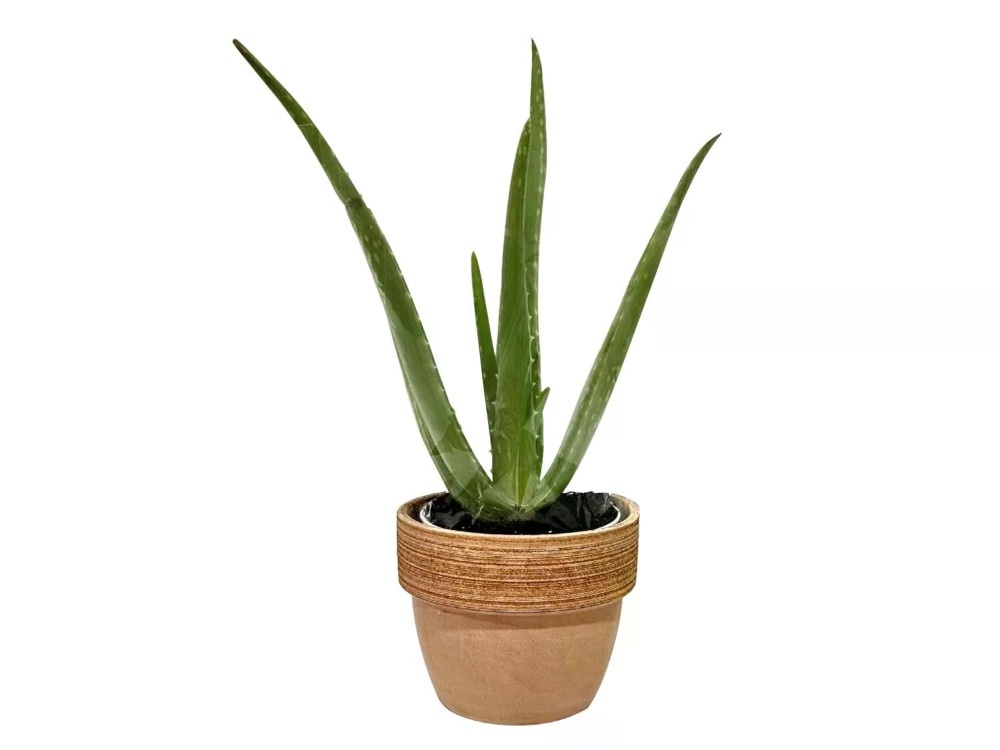 Aloe vera Vaso di terracotta Ø 13 cm, Altezza 25-30 cm - Offerta nel negozio Lidl