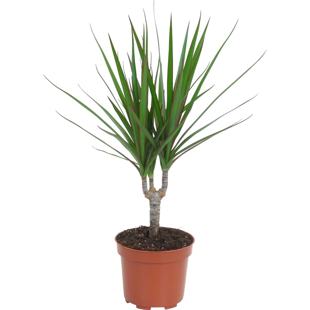 Dracaena marginata Vaso Ø 12 cm in offerta da Dpiù