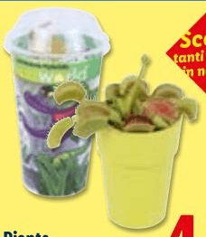 Piante carnivore in offerta da Lidl