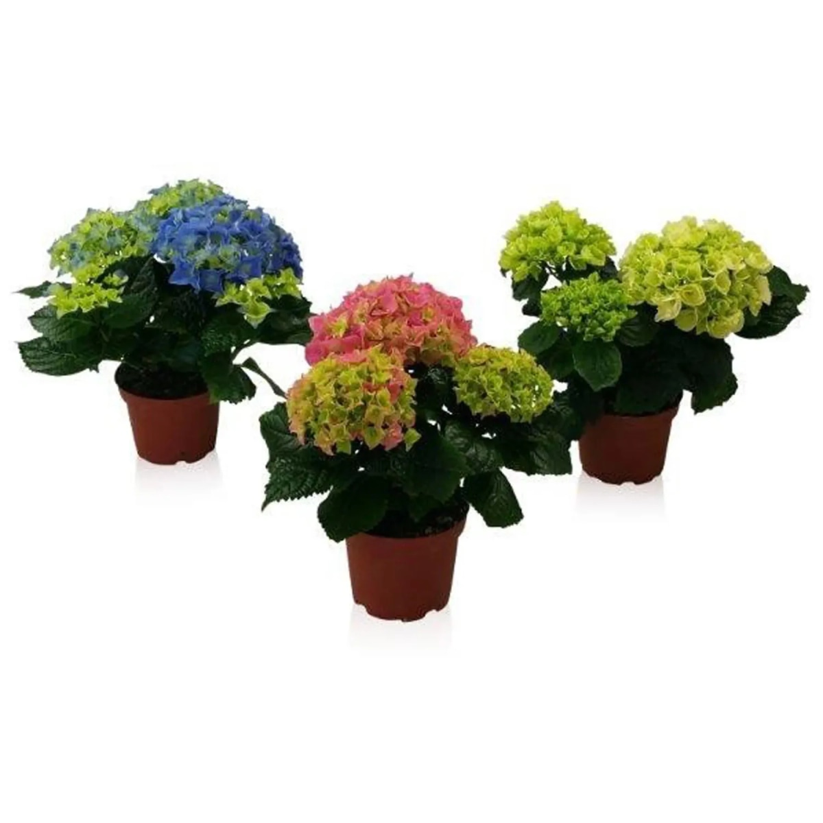 Ortensia Vaso Ø 10,5 cm, Altezza 24-28 cm - Offerta nel negozio Lidl