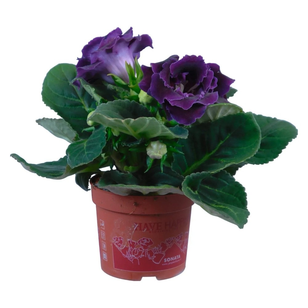 Gloxinia in vaso Ø cm 12, colori vari in offerta da Bennet
