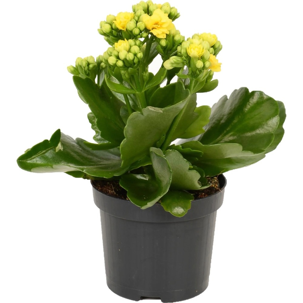 Kalanchoe in vaso Ø cm 9 in offerta da Bennet