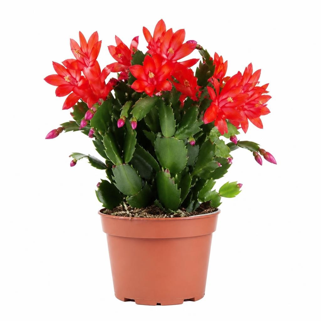 Schlumbergera vaso ø 10,5 cm in offerta da Penny