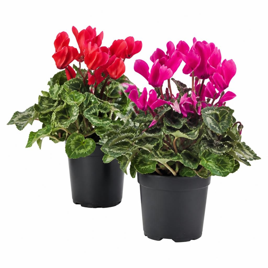 Miniciclamino vaso Ø 10 cm in offerta da Esselunga