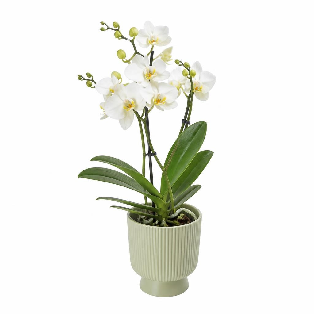 Phalaenopsis in offerta da Esselunga