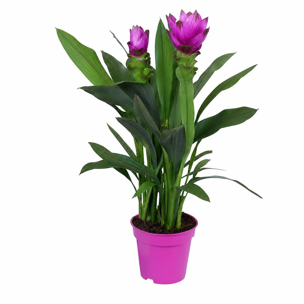 Curcuma Ø cm 14 in offerta da Bennet