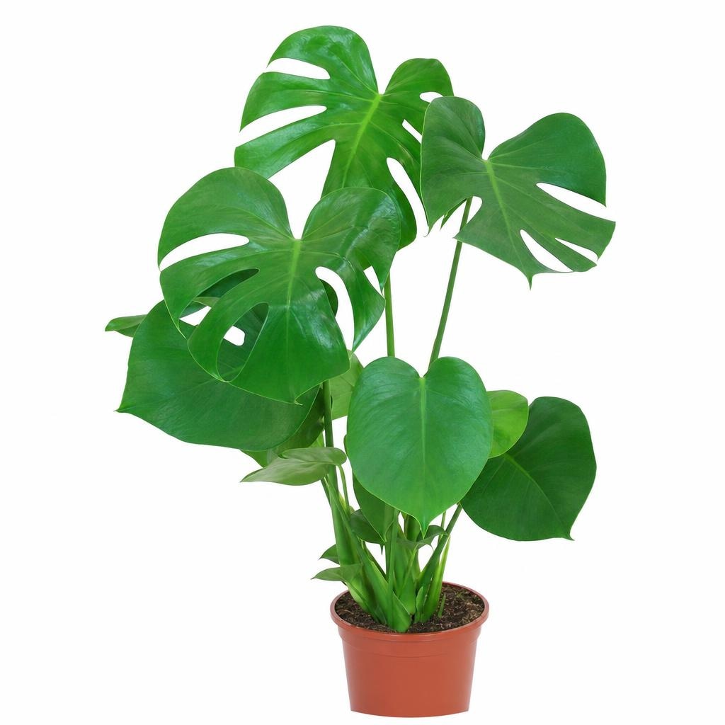 Philodendro Ø cm 19 in offerta da Bennet