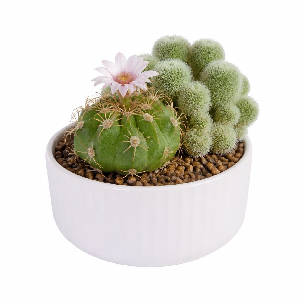 Collezione mix vaso Ø 14 cm in offerta da Esselunga