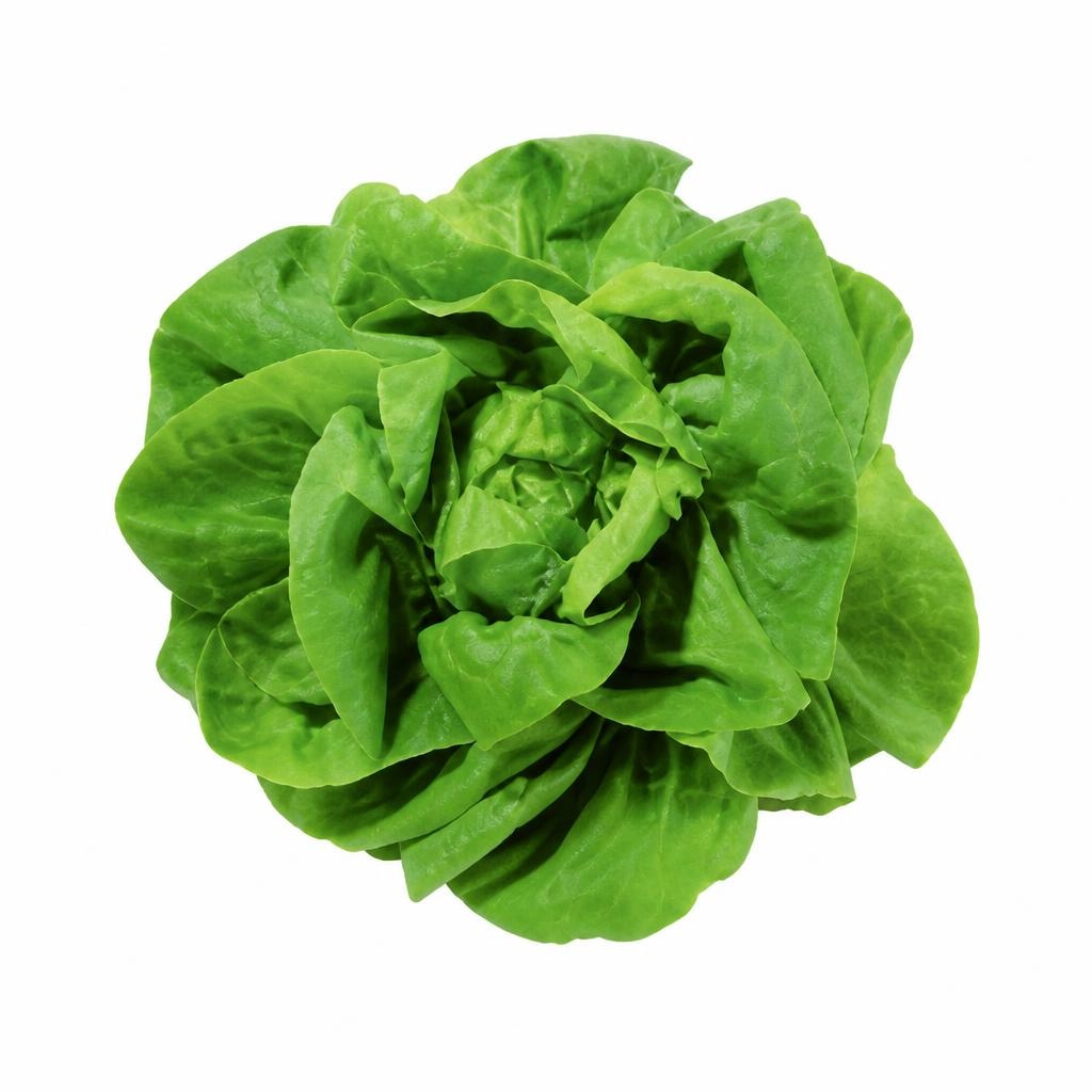 Insalata Lattuga in offerta da Esselunga