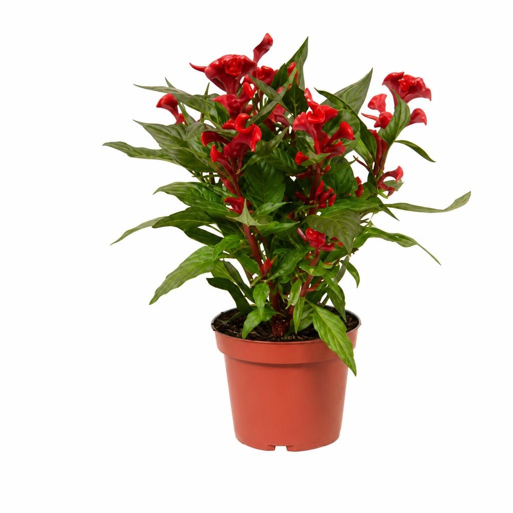 Peperoncino Snack Ø cm 14 in offerta da Bennet