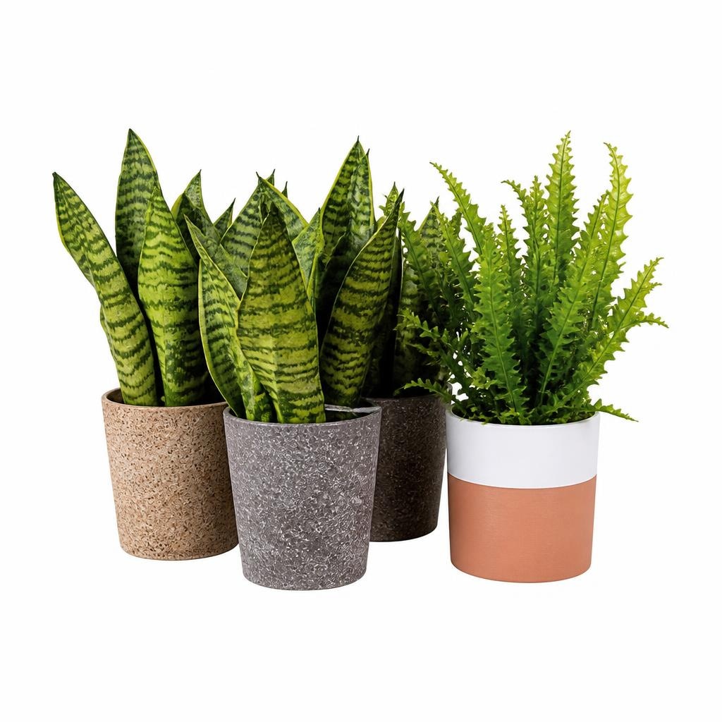 Sanseveria o felce mix in offerta da Esselunga