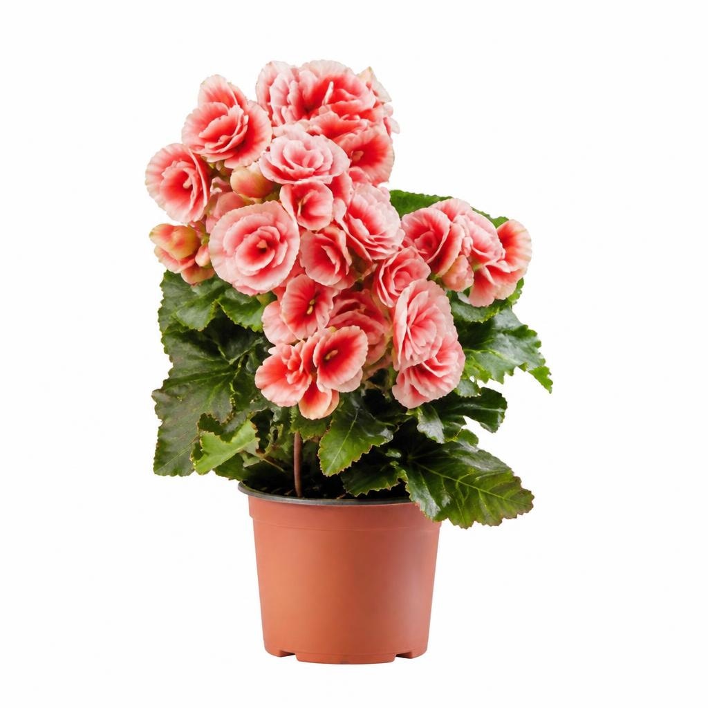 Begonia vaso ø 9 cm in offerta da Penny