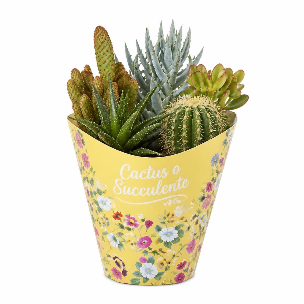 Cactus o Succulente Vaso Ø 11,5 cm in offerta da Lidl