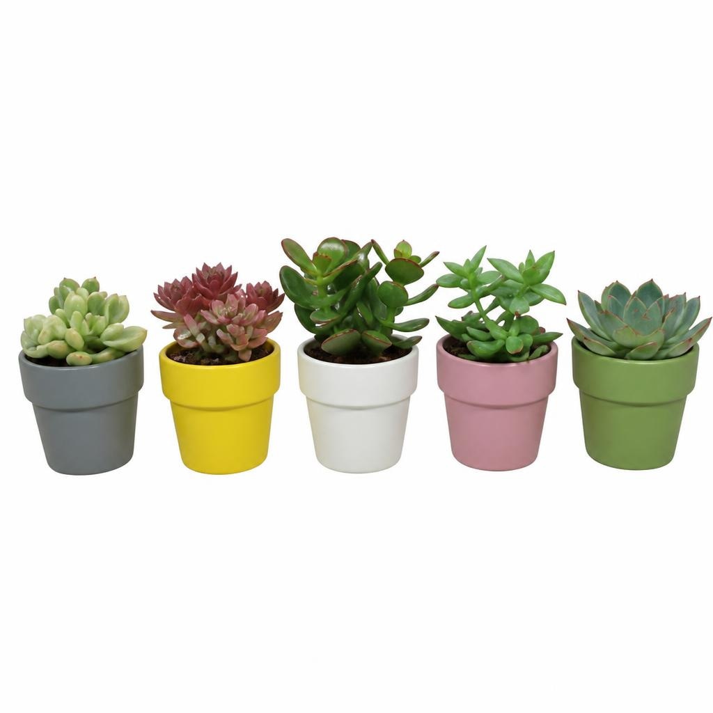 Succulenti mix Vaso Ceramica Ø 6 cm in offerta da Dpiù