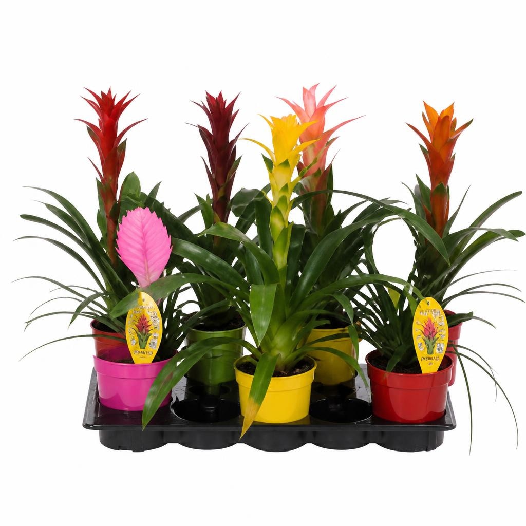 Bromelie mix in coprivaso colorato Vaso Ø 10 cm in offerta da Dpiù