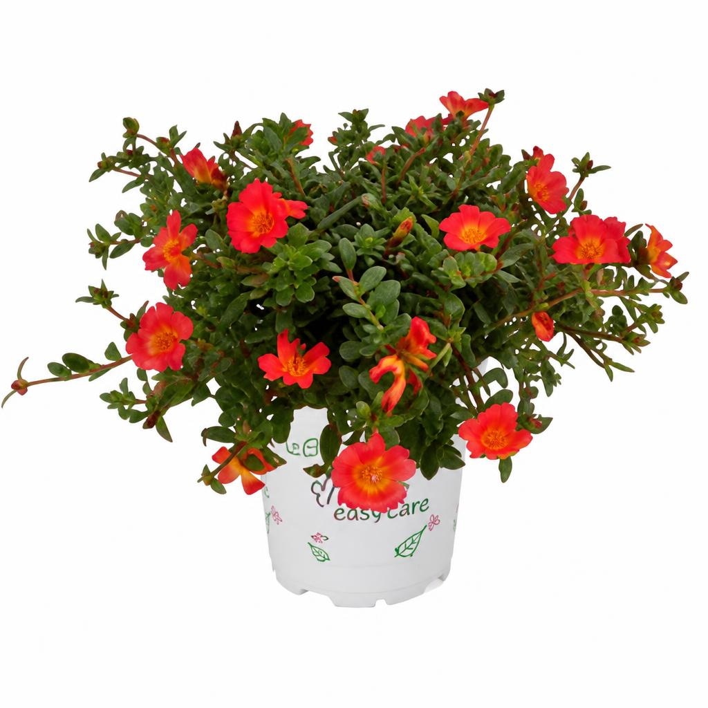 Portulaca Ø cm 12 - Offerta nel negozio Bennet