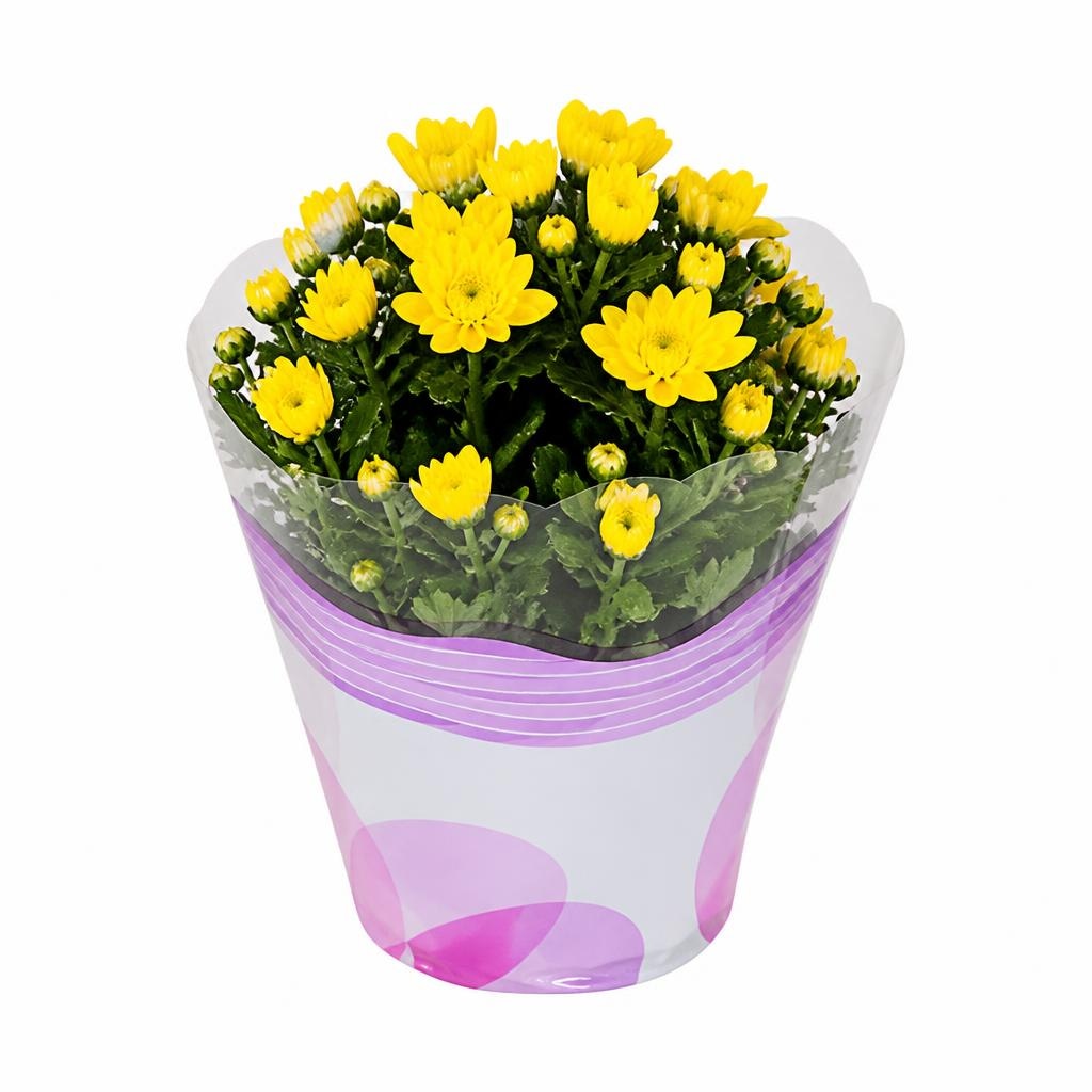 Crisantemo vaso Ø cm 12 in offerta da Bennet