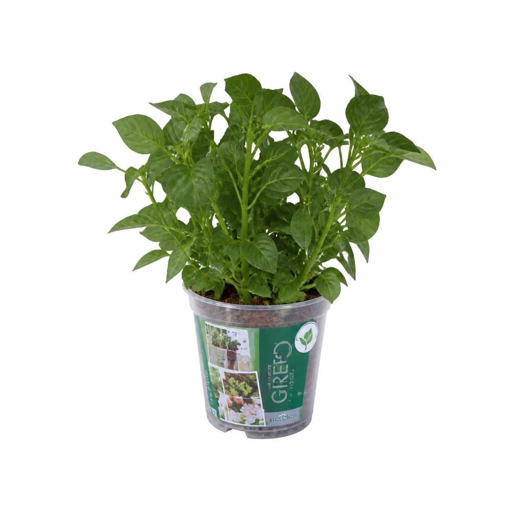 Piante verdi Vaso di zinco Ø 12 cm, Altezza 30-36 cm - Offerta nel negozio Lidl