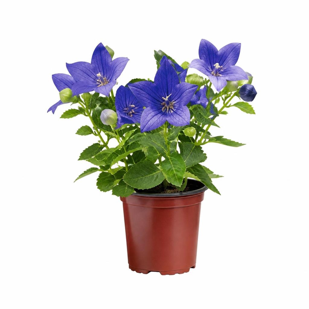 Platycodon vaso ø 12 cm in offerta da Penny