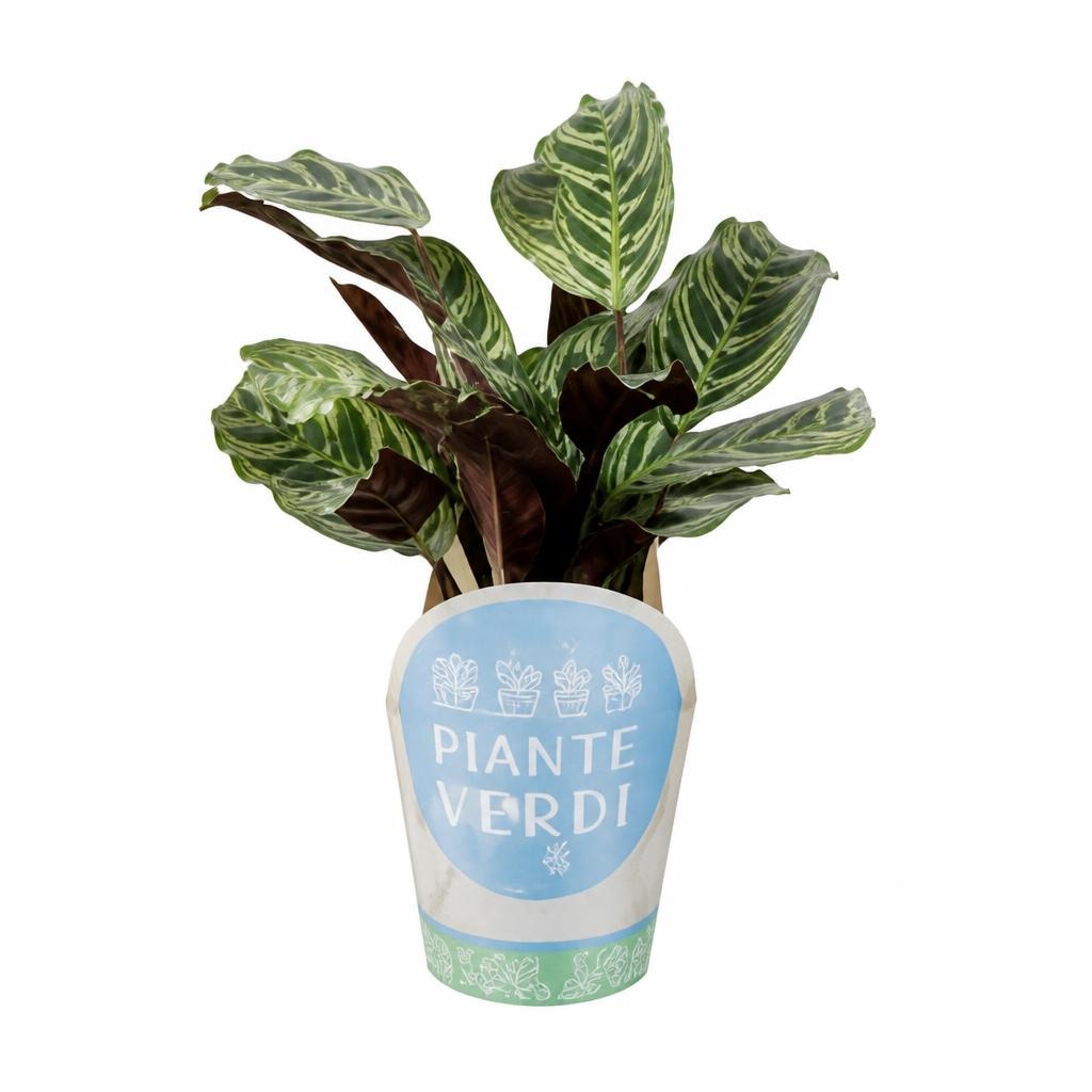 Piante verdi Vaso Ø 12 cm, Altezza 25-45 cm - Offerta nel negozio Lidl