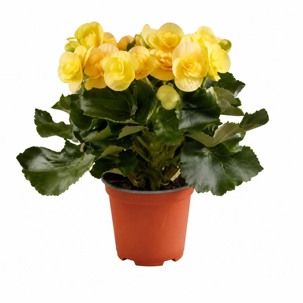 Piante fiorite Vaso Ø 12 cm in offerta da Lidl