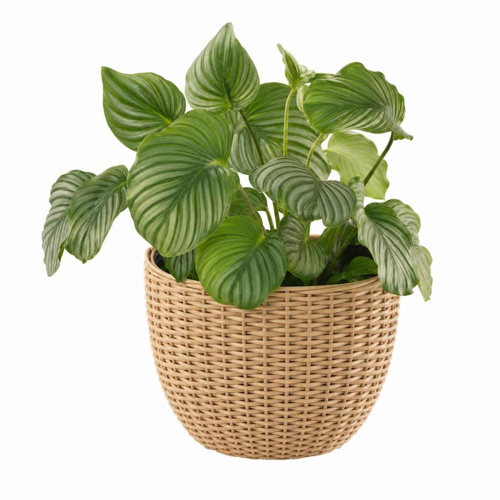 Vaso per piante effetto rattan Belavi in offerta da ALDI