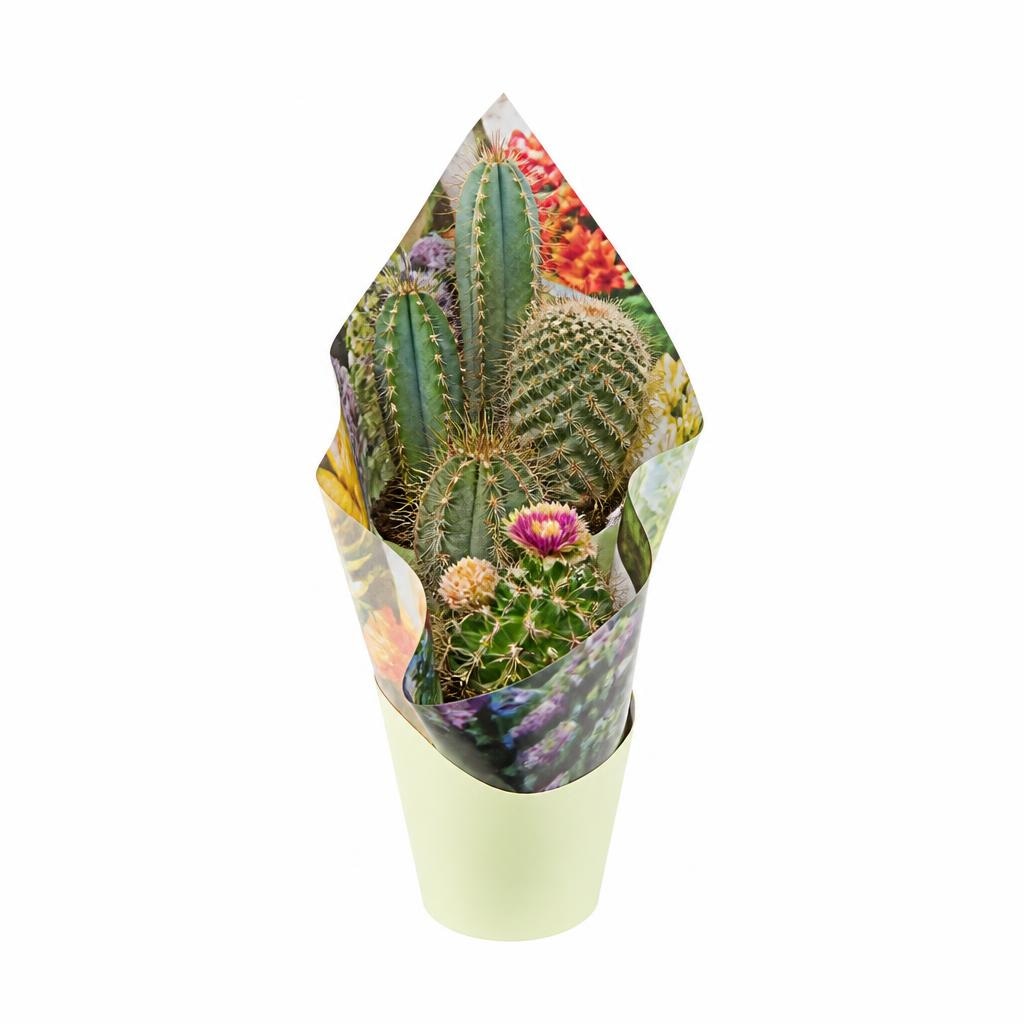 Cactus Mix in vaso Ø cm 5,5 in offerta da Bennet