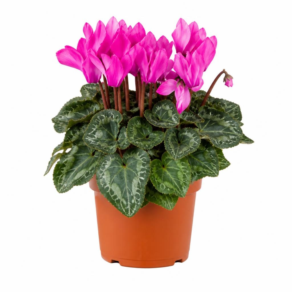 Ciclamino vaso ø 10,5 cm in offerta da Penny