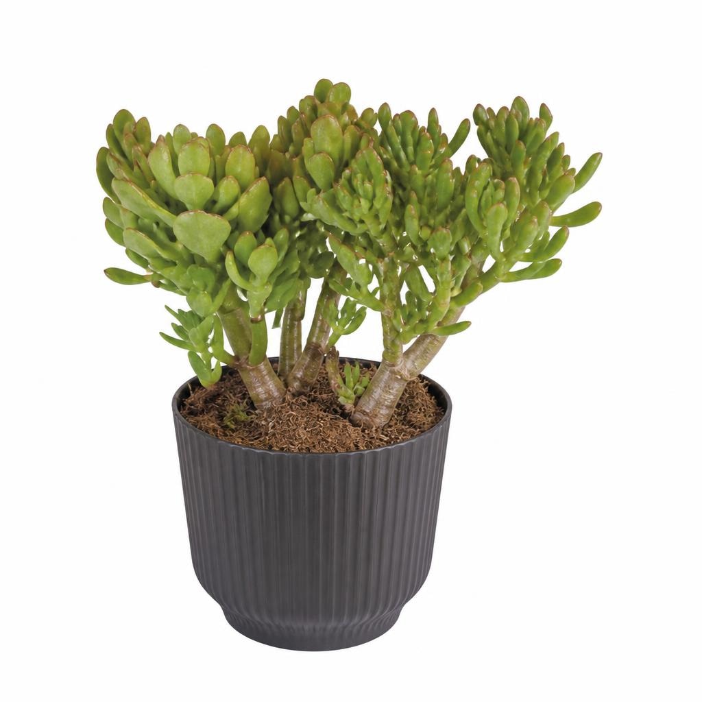 Crassula mix vaso Ø 16 cm in offerta da Esselunga