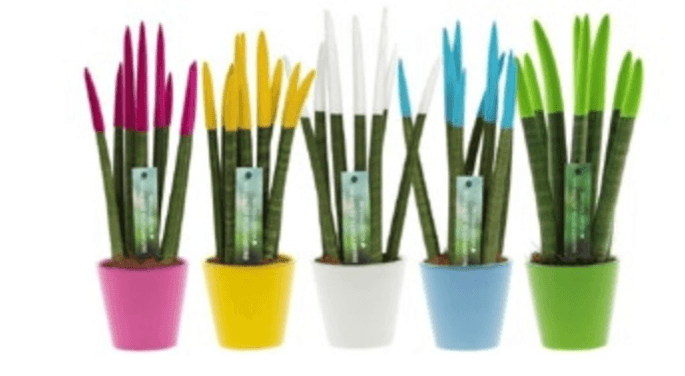 Sanseveria Velvet - Offerta nel negozio Bennet