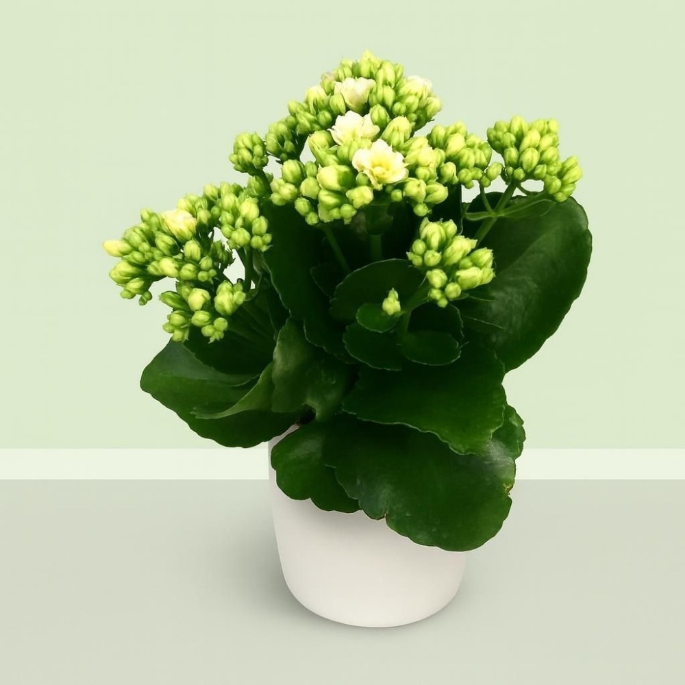 Mini piante fiorite Vaso Ø 8 cm, Altezza 15-20 cm in offerta da Lidl