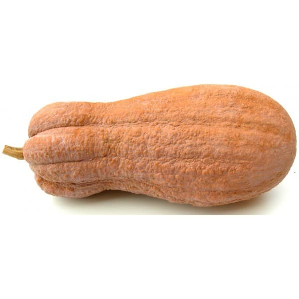 Zucca violina – Bennet