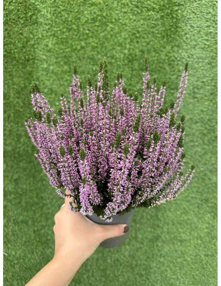 Calluna vulgaris, Vaso Ø 12 cm – Lidl