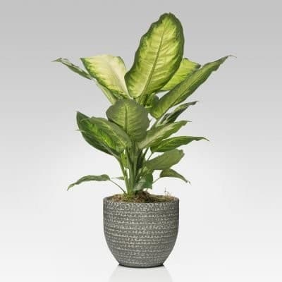 Pothos o Dieffenbachia Camilla in vaso Ø 18 cm in offerta da Iper La grande i