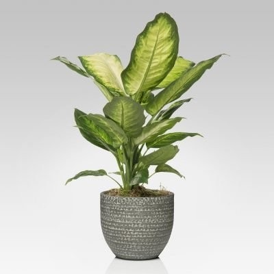 Pothos o Dieffenbachia Camilla in vaso Ø 18 cm in offerta da Iper La grande i