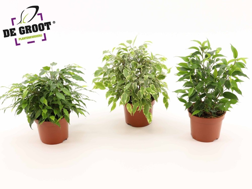 Ficus Benjamina mix o Dracaena marginata Ø cm 17 in offerta da Bennet