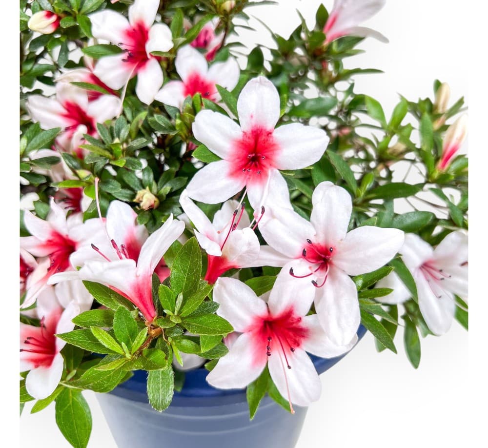 Azalea, Vaso Ø 9 cm, Altezza 15-21 cm – Lidl