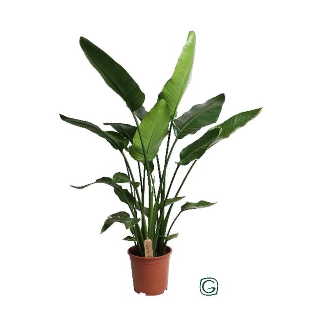 Strelitzia, in vaso Ø 27 cm – Iper La grande i