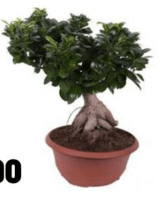 Ficus Ginseng, vaso Ø 20 cm – Iper La grande i