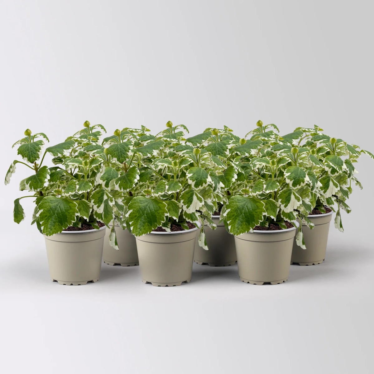 Plectranthus Ø cm 12 - Offerta nel negozio Bennet