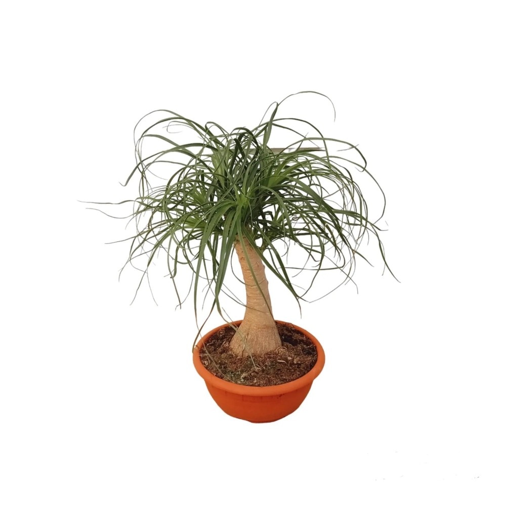 Beaucarnea ciotola diametro 20 cm in offerta da Coop