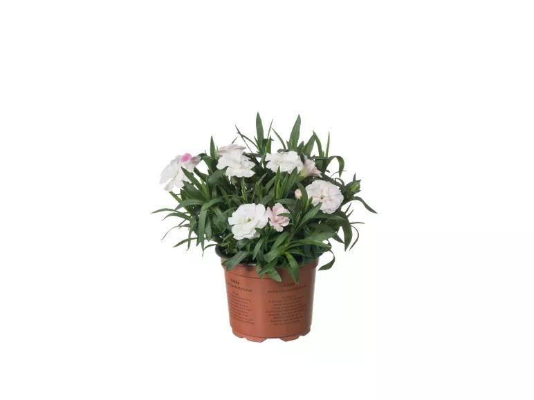 Garofani "Dianthus" Vaso Ø 9 cm, Altezza 20-24 cm - Offerta nel negozio Lidl