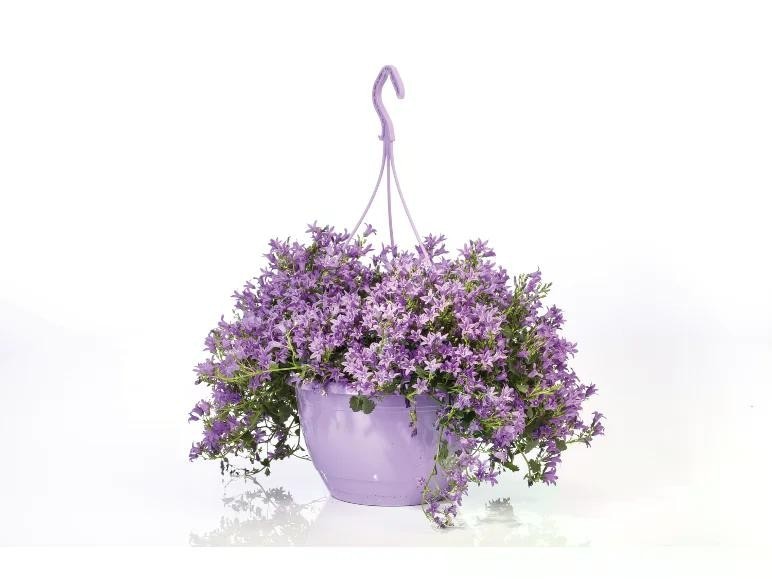 Campanula Vaso Ø 25 cm, Altezza 25 cm - Offerta nel negozio Lidl